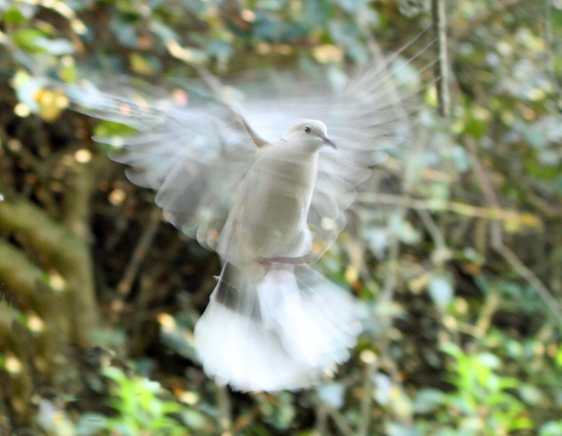 Angel Photographing birds in flight is something I have not quite mastered yet, but I quite liked this &#039;failure&#039;, it gives it a  sort of angelic quality. Geotagged,Ringneck Dove,South Africa,Streptopelia risoria