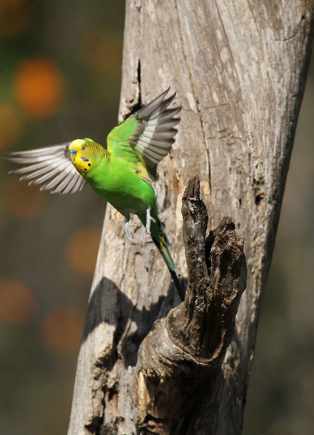 Budgie take off A little more success in my attempts at birds in flight! Budgerigar,Geotagged,Melopsittacus undulatus,South Africa