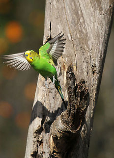 Budgie take off A little more success in my attempts at birds in flight! Budgerigar,Geotagged,Melopsittacus undulatus,South Africa