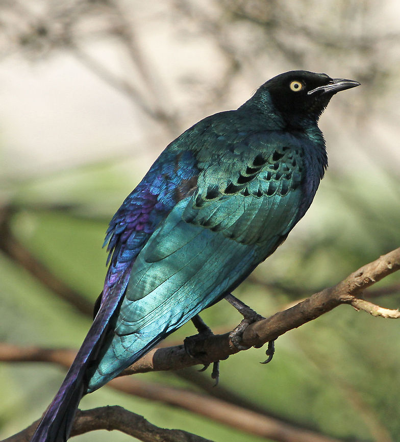 Long-tailed Starling  Aplonis magna,Geotagged,Long-tailed Starling,South Africa