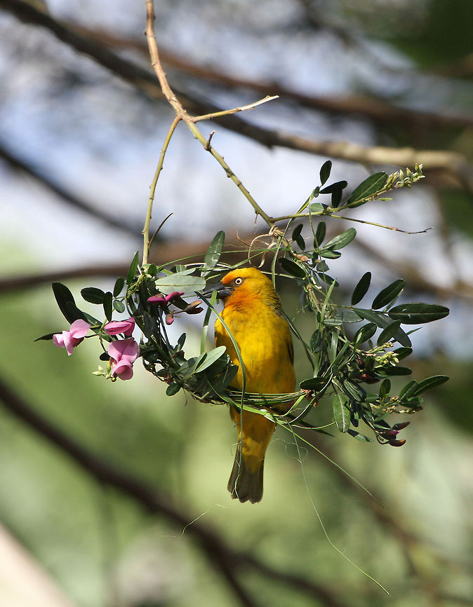 Cape weaver Such a pretty nest! Males spend a lot of time and energy in making beautiful nests to attract the females. The females however, if they don&#039;t like the nest they will totally demolish it and make him build a new one! Cape Weaver,Geotagged,Ploceus capensis,South Africa