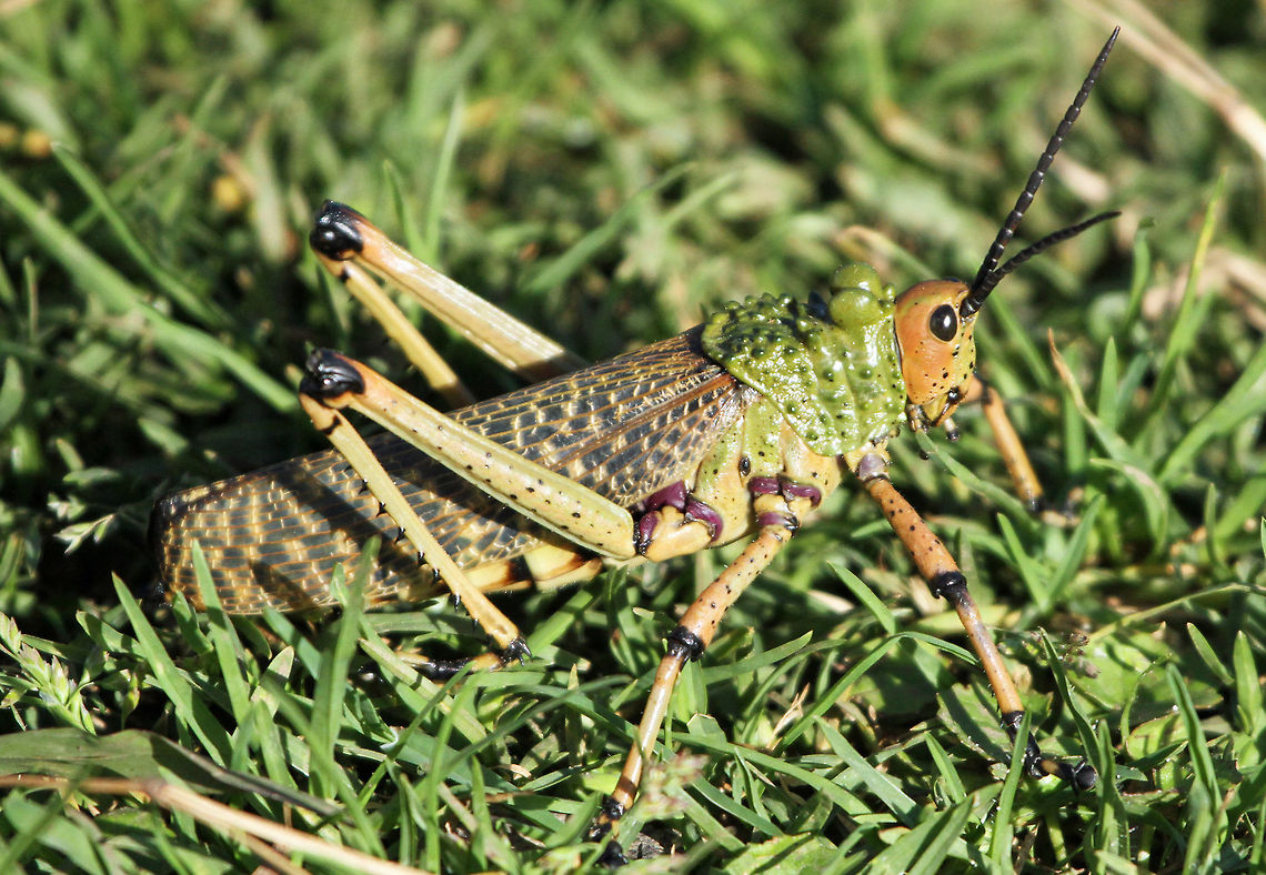 locust I am not 100% on the species identification but it is a real big beastie at around 7cm long!<br />
 Geotagged,Leprous grasshopper,Migratory locust,Phymateus leprosus,South Africa