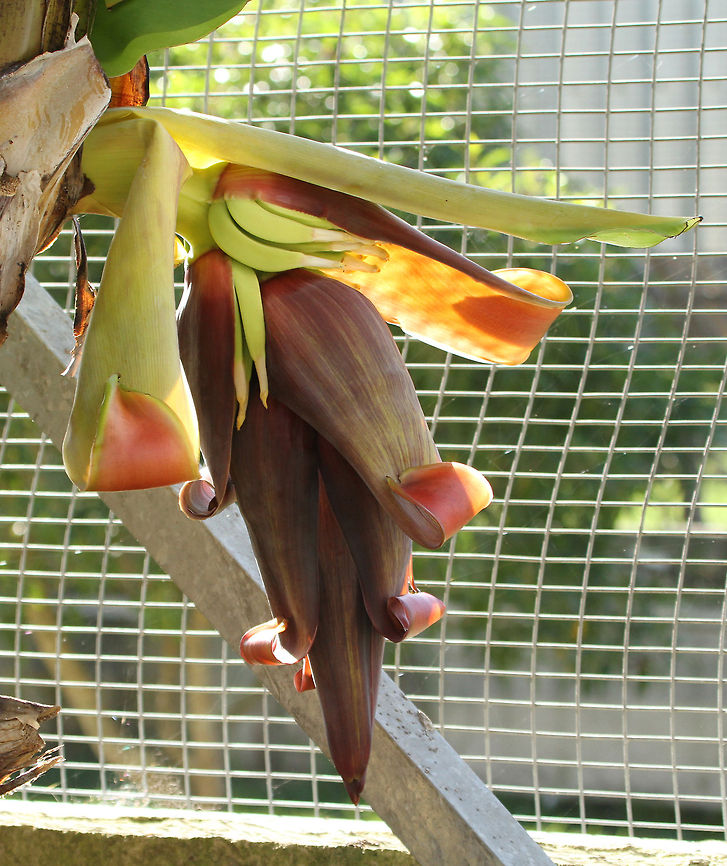 Bananas growing Not everyone has seen how a banana grows and so I thought I would share this with you. Sorry about the wire! You can see the first bunch just appearing, under the curly folds are more bunches forming. If the birds can keep their thieving beaks off them, I shall post more photos as growth progresses. Geotagged,Musa acuminata,South Africa,musa acuminata