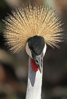 Crowned crane  Balearica regulorum,Geotagged,Grey Crowned Crane,South Africa