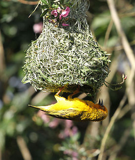 Cape weaver nest A completed nest! Cape Weaver,Geotagged,Ploceus capensis,South Africa