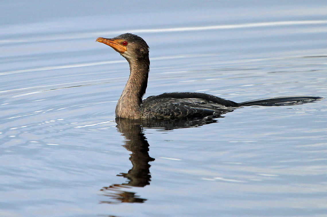 Reed Cormorant &quot;Dreams are now your destiny; reach with all your might<br />
You&rsquo;re a powerful inferno, ablaze and in full flight<br />
Yesterday is over, today has just begun<br />
The sky is now your playground your home is now the sun&quot;<br />
(part of &quot;The Phoenix who surviced&quot; by Dean Fraser-Phillips) Geotagged,Microcarbo africanus,Reed Cormorant,South Africa,Water birds