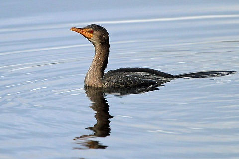 Reed Cormorant "Dreams are now your destiny; reach with all your might
You&rsquo;re a powerful inferno, ablaze and in full flight
Yesterday is over, today has just begun
The sky is now your playground your home is now the sun"
(part of "The Phoenix who surviced" by Dean Fraser-Phillips) Geotagged,Microcarbo africanus,Reed Cormorant,South Africa,Water birds
