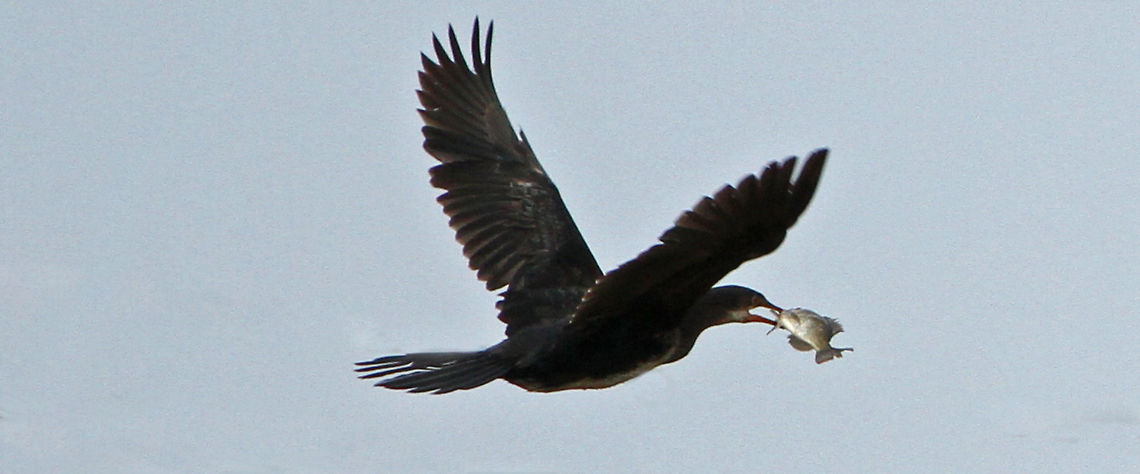 Reed cormorant in flight Terrible photo.. but what a big fish! Geotagged,Microcarbo africanus,Reed Cormorant,South Acfrica,South Africa,Water birds