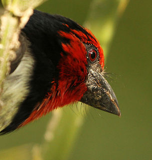 Barbet close-up You have to love those red eyes! Black-collared Barbet,Geotagged,Lybius torquatus,South Africa,asouth africa,barbets,birds