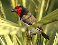Barbet  Black-collared Barbet,Geotagged,Lybius torquatus,South Africa