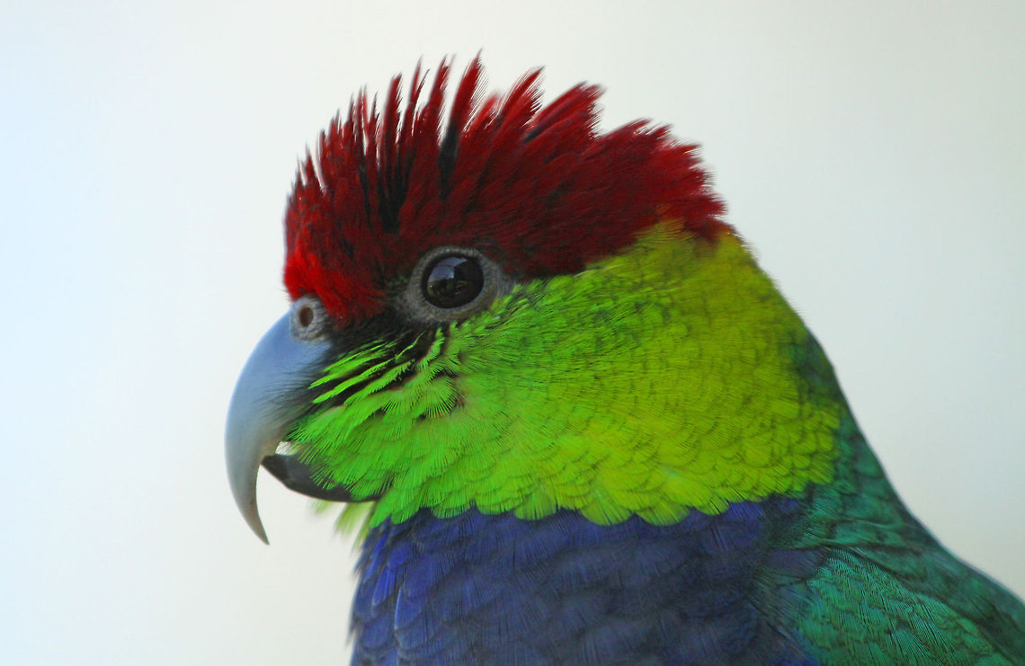 The Pileated Parakeet I have seen quite a lot of birds, but this one has to be one of the most striking.<br />
 Geotagged,Purpureicephalus spurius,Red-capped Parrot,South Africa,birds,parrots