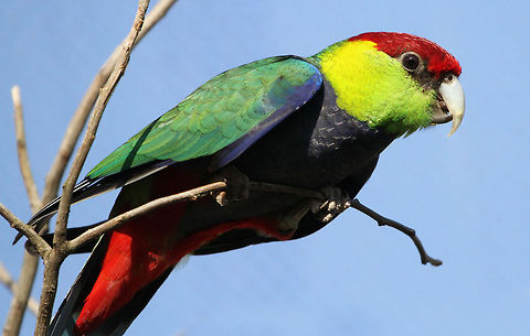 Pileated Parakeet  Geotagged,Purpureicephalus spurius,Red-capped Parrot,South Africa