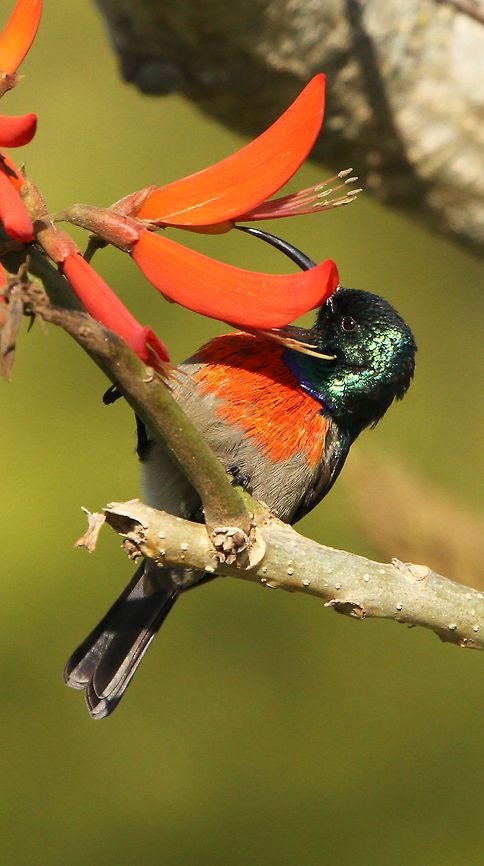Sunbird  Cinnyris chalybeus,Geotagged,South Africa,Southern Double-collared Sunbird,birds,south africa,sunbirds