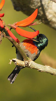 Sunbird  Cinnyris chalybeus,Geotagged,South Africa,Southern Double-collared Sunbird,birds,south africa,sunbirds