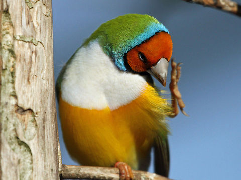 Lady Gouldian  Erythrura gouldiae,Geotagged,Gouldian Finch,South Africa