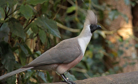 Bare-faced go-away bird I just love the name of this bird. They are one of the 23 species of Turaco found only in Africa Bare-faced Go-away bird,Corythaixoides personatus,Geotagged,South Africa