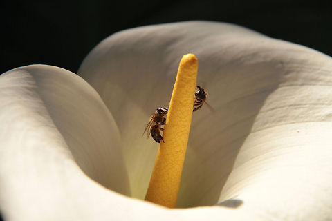 Arum lily Also known as the calla lily. The bees were a bonus! Calla lily,Geotagged,South Africa,Zantedeschia aethiopica