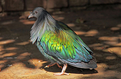 Nicobar pigeon Well yes, actually, I did eat a lot of late. So what:)
 Caloenas nicobarica,Geotagged,Nicobar Pigeon,South Africa,birds,doves,pigeons