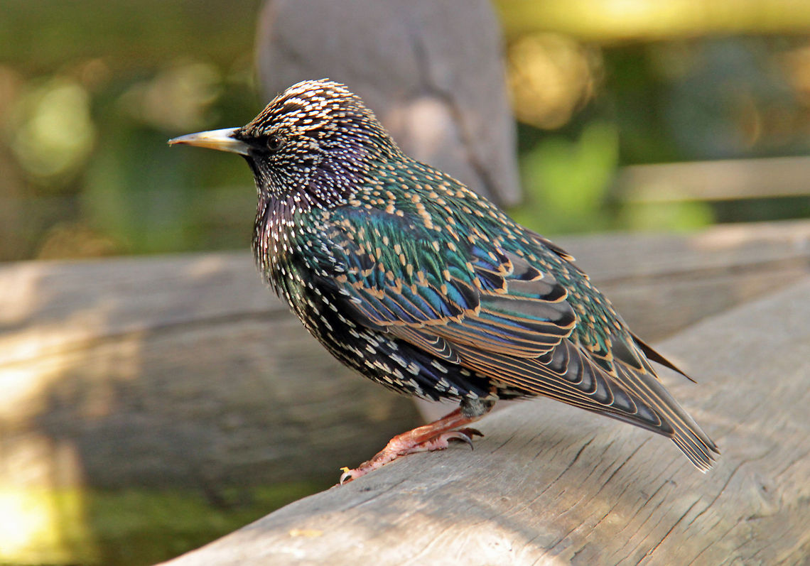 Common starling In winter plumage Common Starling,Geotagged,South Africa,Sturnus vulgaris,birds,starling