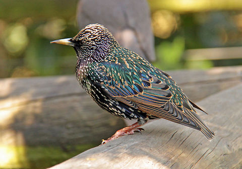 Common starling In winter plumage Common Starling,Geotagged,South Africa,Sturnus vulgaris,birds,starling