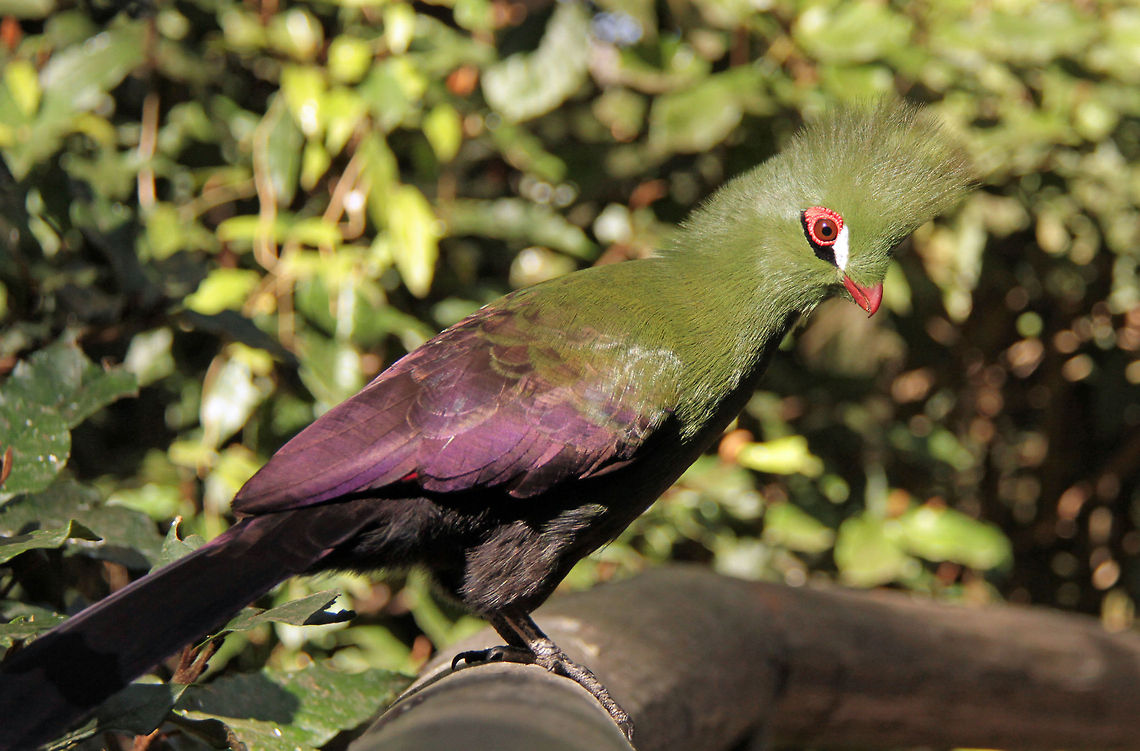 Buffoni green turaco &#039;Buffoni&#039; green turacos are the only ones not to have a white line under their eyes<br />
 Geotagged,Guinea Turaco,South Africa,Tauraco persa,africa,birds,turacos