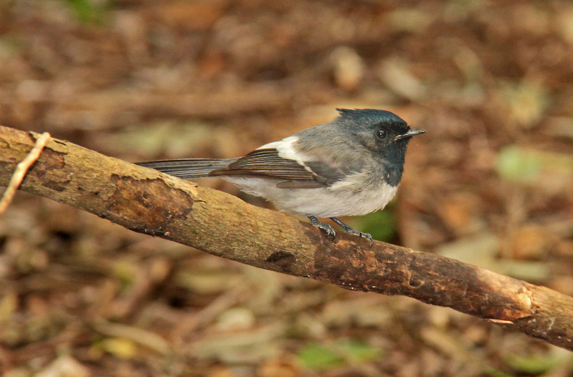 Blue flycatcher I was actually out taking photos of the primates today when I spotted this little blue bird. I spent over an hour trying to get a decent shot of this super fast little bird and when I looked round, the elusive gibbon I had been trying to find was sat right next to me wondering why she wasn't getting all the attention! Blue-mantled Crested Flycatcher,Geotagged,South Africa,Trochocercus cyanomelas