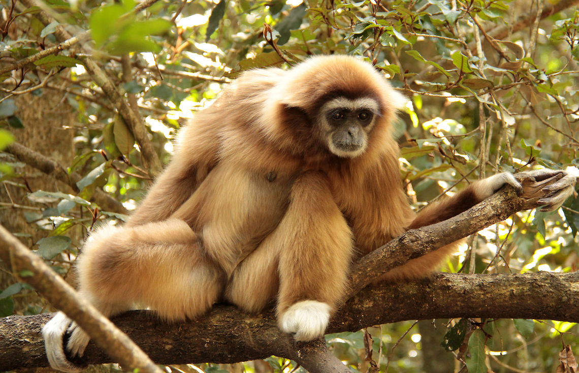 White-handed gibbon The gibbon watching me taking photos of little birds!<br />
Gibbons are the only true brachiators of all the primates, using their incredibly long arms to swing through the forest at an alarming rate. Although listed as endangered, it is sad that there is now a surplus in zoos as they breed so well. Geotagged,Hylobates lar,Lar gibbon,South Africa