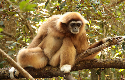 White-handed gibbon The gibbon watching me taking photos of little birds!
Gibbons are the only true brachiators of all the primates, using their incredibly long arms to swing through the forest at an alarming rate. Although listed as endangered, it is sad that there is now a surplus in zoos as they breed so well. Geotagged,Hylobates lar,Lar gibbon,South Africa