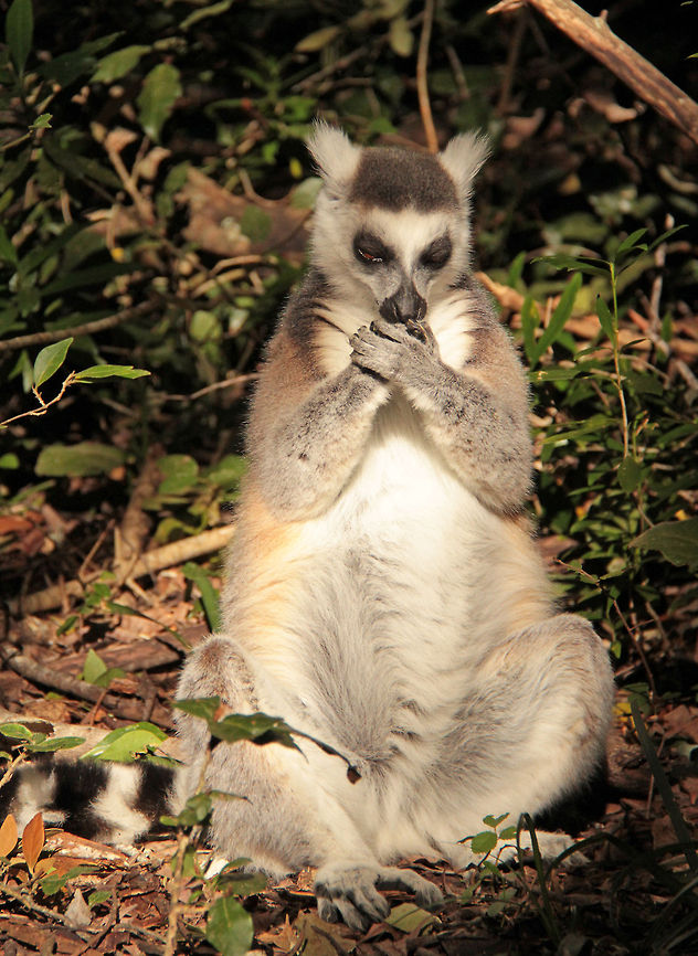 Hush hush! Hush! Hush! Whisper who dares<br />
Christopher Robin is saying his prayers<br />
(A A Milne - Winnie the Poo)<br />
Sorry its another ring-tailed, but I couldn't resist with this pose! Geotagged,Lemur catta,Ring-tailed lemur,South Africa