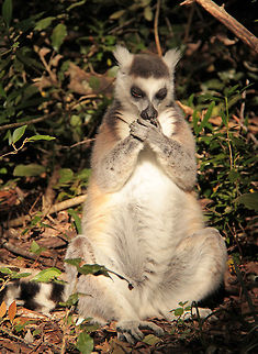 Hush hush! Hush! Hush! Whisper who dares
Christopher Robin is saying his prayers
(A A Milne - Winnie the Poo)
Sorry its another ring-tailed, but I couldn't resist with this pose! Geotagged,Lemur catta,Ring-tailed lemur,South Africa