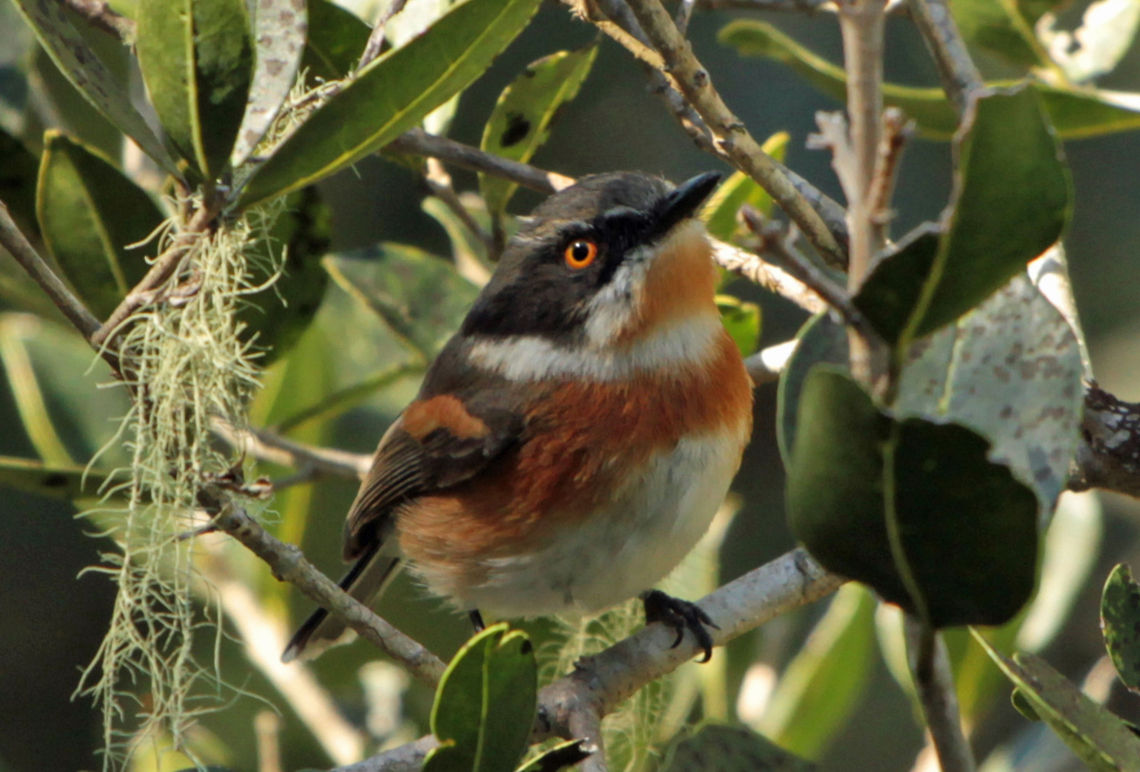 Cape batis Another of those little birds that usually disappears as soon as I get a camera out, but this time I got lucky! Batis capensis,Cape Batis,Geotagged,South Africa,birds,south africa