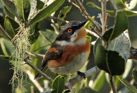 Cape batis Another of those little birds that usually disappears as soon as I get a camera out, but this time I got lucky! Batis capensis,Cape Batis,Geotagged,South Africa,birds,south africa