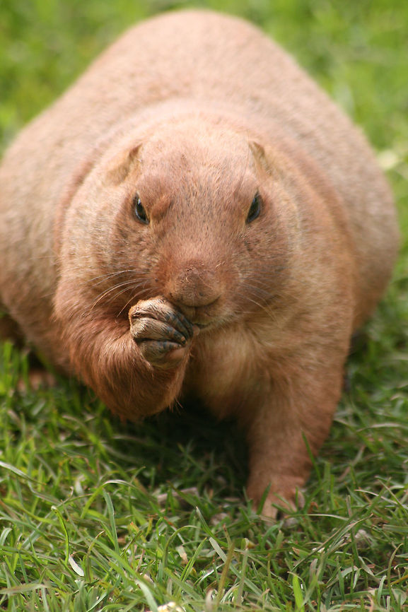 Prairie dog  Black-tailed prairie dog,Cynomys ludovicianus,Geotagged,Groundhog,Marmota monax,United Kingdom