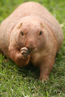 Prairie dog  Black-tailed prairie dog,Cynomys ludovicianus,Geotagged,Groundhog,Marmota monax,United Kingdom