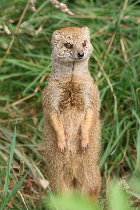 Yellow mongoose  Cynictis penicillata,Geotagged,United Kingdom,Yellow Mongoose
