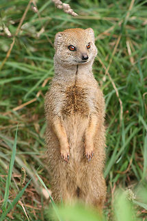 Yellow mongoose  Cynictis penicillata,Geotagged,United Kingdom,Yellow Mongoose