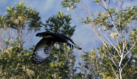 Long-crested eagle I know its a rubbish photo because you can't see its head, but I was so excited to spot this today...I just had to tell someone!! Geotagged,Long-crested Eagle,Lophaetus occipitalis,South Africa