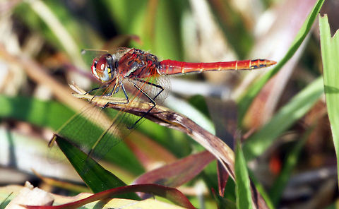 Red-veined Darter I hope I have the species correct! Geotagged,Red-veined darter,South Africa,Sympetrum fonscolombii,Trithemis arteriosa
