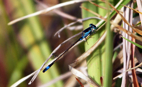 Blue-tailed damselfly  Geotagged,Ischnura senegalensis,South Africa