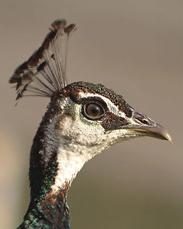 Peahen There are always an abundance of photos of the male version, I though this female deserved a look in! Geotagged,Indian Peafowl,Pavo cristatus,South Africa