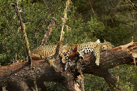 Jaguars Taken at the Jukani Wildlife Sanctuary in South Africa.  Geotagged,Jaguar,Panthera onca,South Africa,apex cats,predators