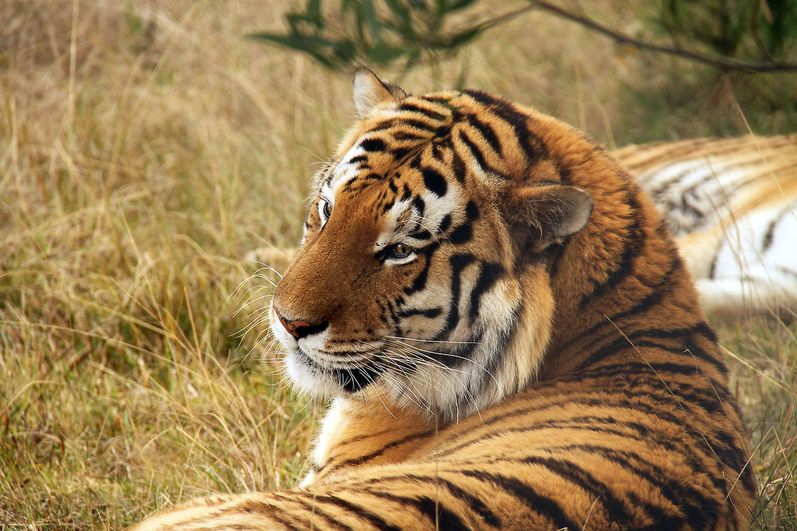 Tiger Taken at Jukani Wildlife Sanctuary, South Africa Geotagged,Panthera tigris altaica,Siberian tiger,South Africa,apex cats,predators