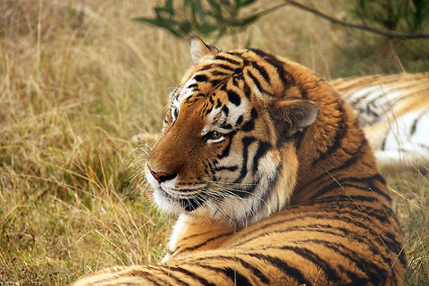 Tiger Taken at Jukani Wildlife Sanctuary, South Africa Geotagged,Panthera tigris altaica,Siberian tiger,South Africa,apex cats,predators