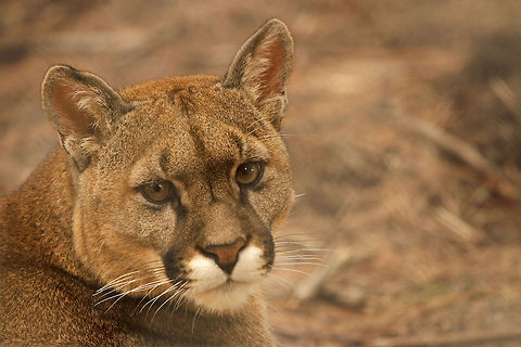 Puma Pumas are one of the few big cats that cannot roar, instead they growl, hiss and purr! Cougar,Geotagged,Puma concolor,South Africa
