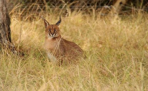 Caracal One of the fiercest of all the smaller cats, they have incredibly strong rear legs which they use to jump into the air to catch flying birds.
 Caracal,Caracal caracal,Geotagged,South Africa,predators