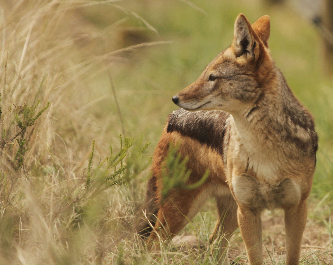 Jackal  Black-backed jackal,Canis mesomelas,Geotagged,South Africa,predators