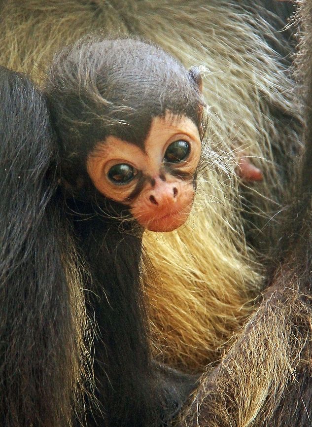 Baby Spider monkey  Ateles belzebuth,Ateles geoffroyi,Geoffroys spider monkey,Geotagged,South Africa,White-fronted spider monkey,Winter,primates