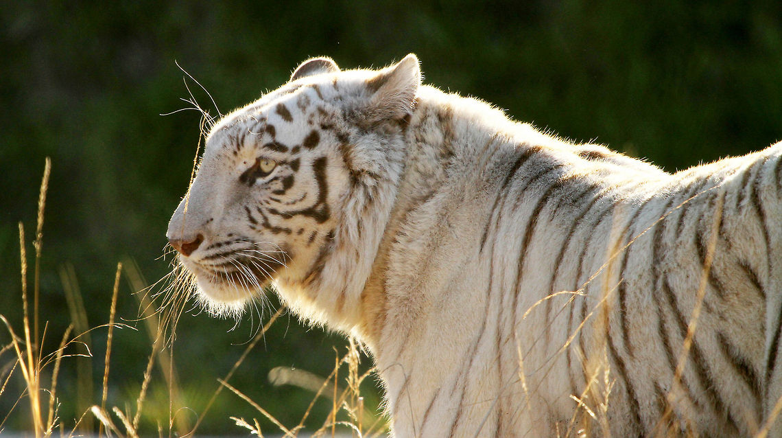 White Bengal tiger White Bengal tigers are extinct in the wild but there is an estimated 2000 or so in captivity. Like white lions, their lack of camouflage makes it harder for them to hunt successfully and therefore less likely to survive in the wild. Bengal tiger,Geotagged,Panthera tigris tigris,South Africa,apex cats,predators