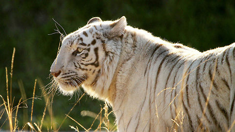 White Bengal tiger White Bengal tigers are extinct in the wild but there is an estimated 2000 or so in captivity. Like white lions, their lack of camouflage makes it harder for them to hunt successfully and therefore less likely to survive in the wild. Bengal tiger,Geotagged,Panthera tigris tigris,South Africa,apex cats,predators