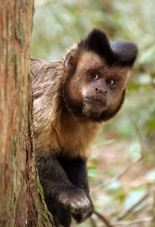 Capuchin  Cebus apella,Geotagged,South Africa,Tufted capuchin,Winter